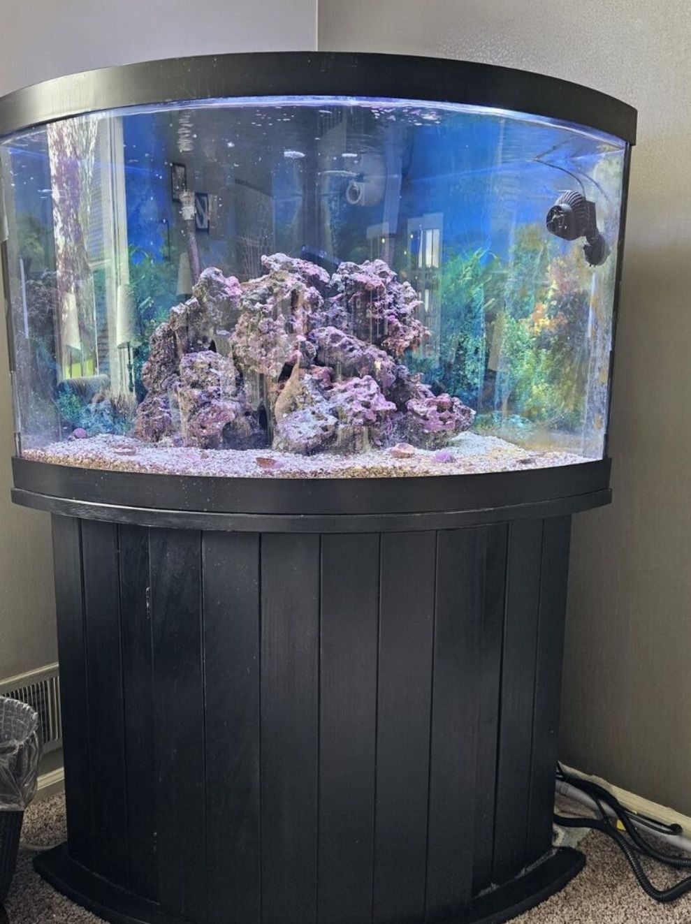 50 Gallon Corner fish Tank
