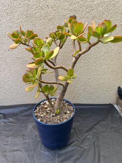 Large Jade Plant in Blue Pot