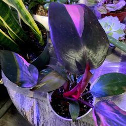 Pink Princess Plant  Cuttings