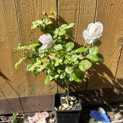 Earth Angel Rose Plant