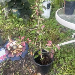 Chinese Hibiscus Plant 