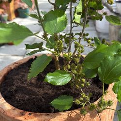 Taiwanese Mulberry Tree 3’tall 