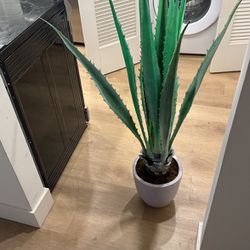 Cactus Plant With Vase