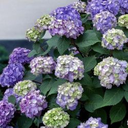 Hydrangea Bloom Struck