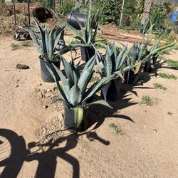 Blue Agave/ Maguey Azul