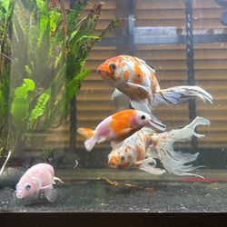 Fancy Goldfish Aquarium for Sale in Miami, FL - OfferUp