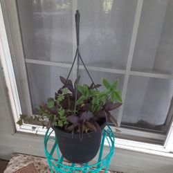 Hanging Mix Plants