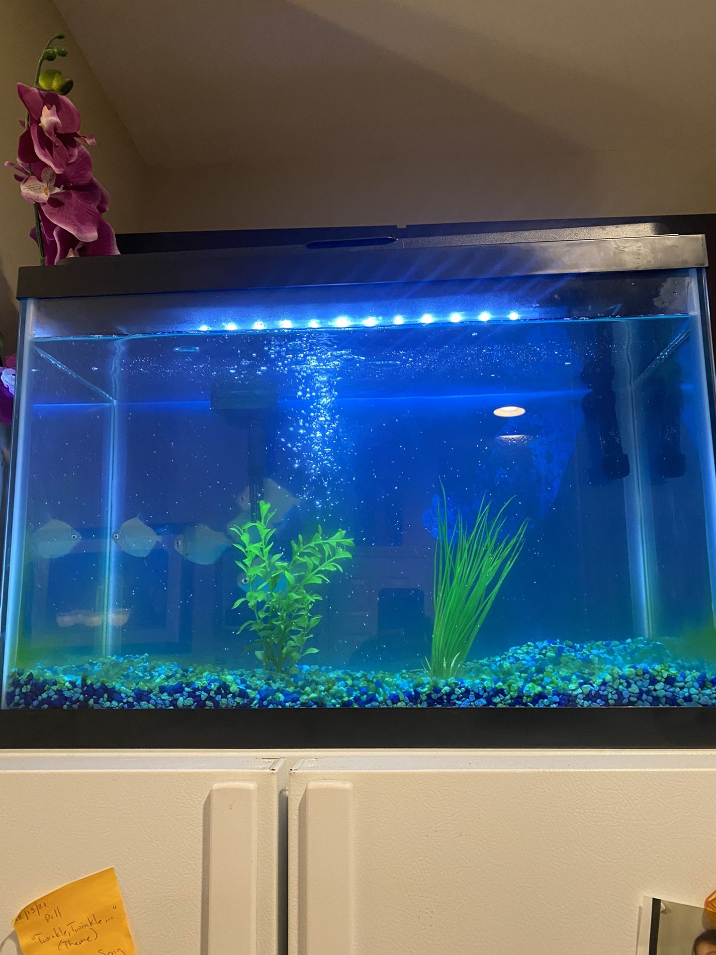 Fish Tanks