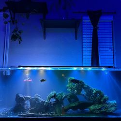 100 Gallon & 125 Gallon acrylic Fish Tank 