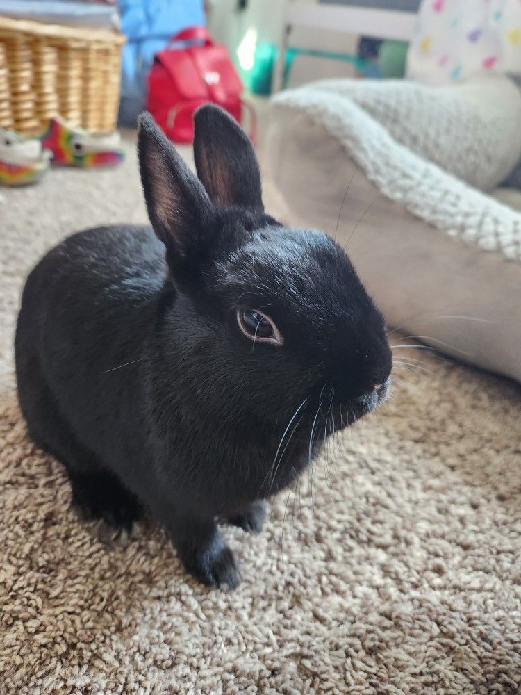 3 y/o Polish Show Rabbit