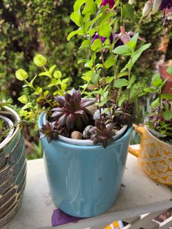 Plant Decoration Succulent in Cute Pots