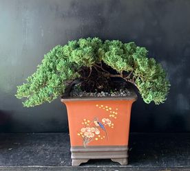 Bonsai Juniper