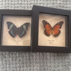 Small Set Of Butterflies
