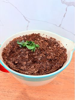 Planta Esqueje de Hoya Rizo / Cuerda Hindú