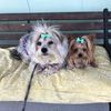 Sirena  $ 10.00  Sell