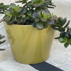 Nice Succulent Plant With Pot
