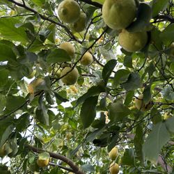 Tengo Limones Amarillos 5 Por Un Dolar