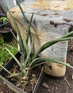 Cylindrical Snake Plant