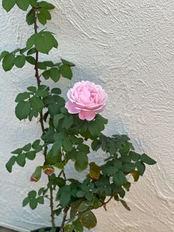 $25 Each Cathedral Bell Beautiful Pink Color Fragrant Rose Roses Flowers Flower Live Plants