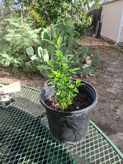 Citrus aurantafolia  Lime tree