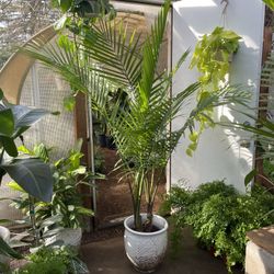 ~6ft double XL Majesty Palm; ceramic pot not included; Indoor/outdoor  95820