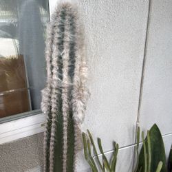 Pilosocereus Plant (Old Man Cactus)