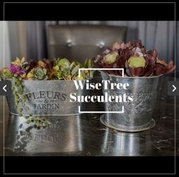 Metal tin and Metal Bucket Succulent Arrangement ! Areglo de succulentes en base de metal !