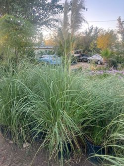 Pampa grass