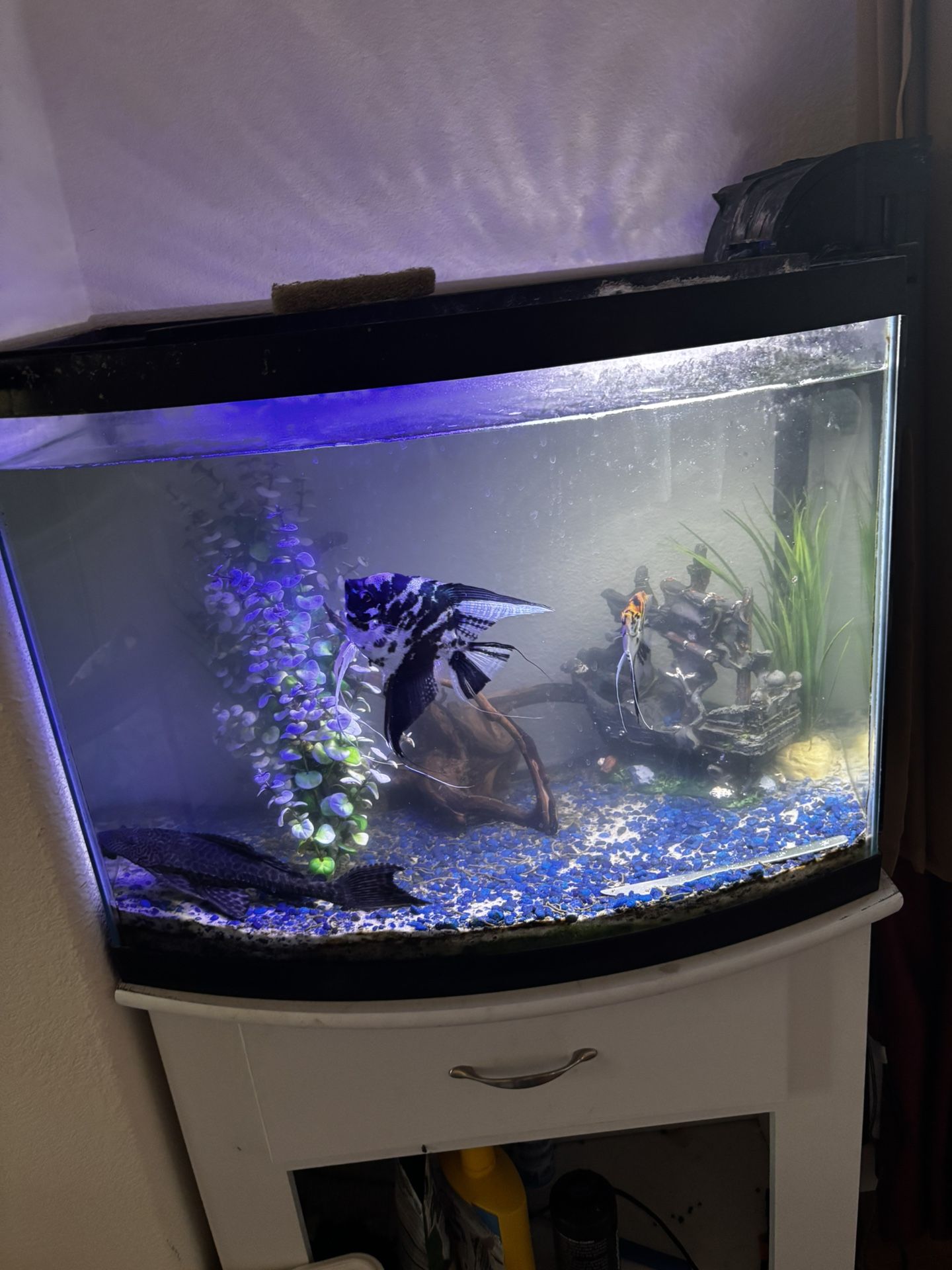Fish Tank 35 Gallons