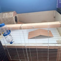 Guinea Pig With House 