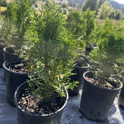 Green Arborvitae 1 Foot Tall 