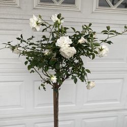 Iceberg Rose Tree Plant, In 5 Gallons Pot 5 Feet Tall Pick Up Only
