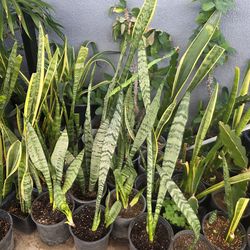 Snake plant