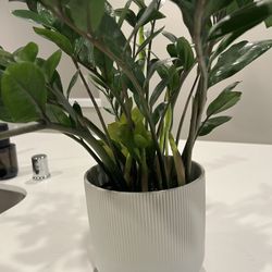 Zz Plant