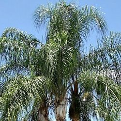 Free ! Queen Palm rubbish FREE to pick up