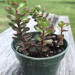 Dragon’s Blood - Stonecrop - Sedum spurium Succulent Plant - 3.5 inch pot