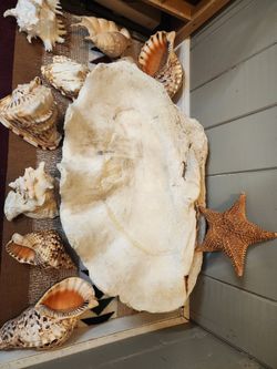 Extra large clam shell,33", 300 pounds