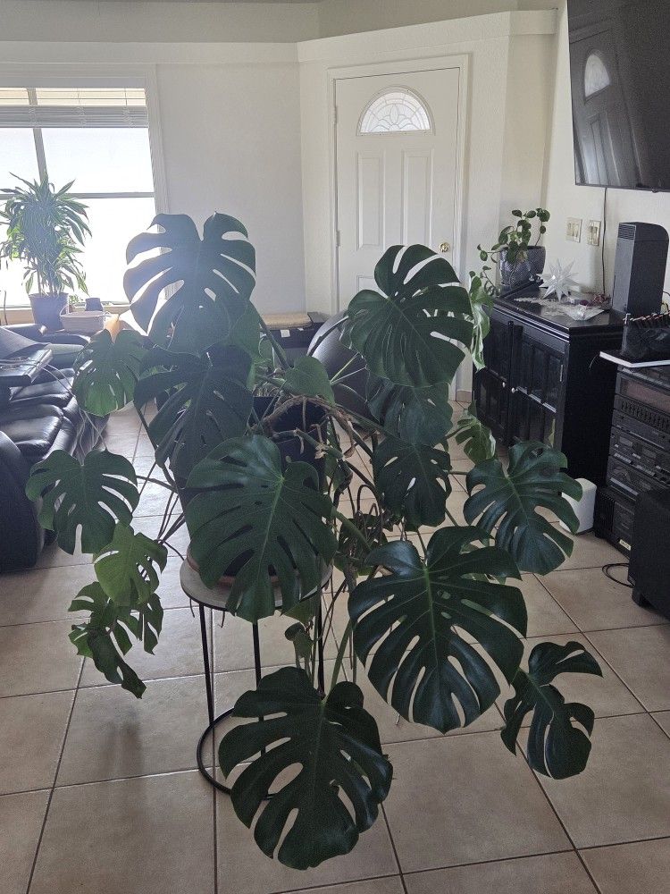 Monstera Plant