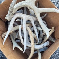 Deer Antlers