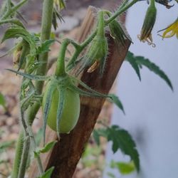 Tomatoes Fruit On The Vine 