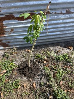 Cassava Plants