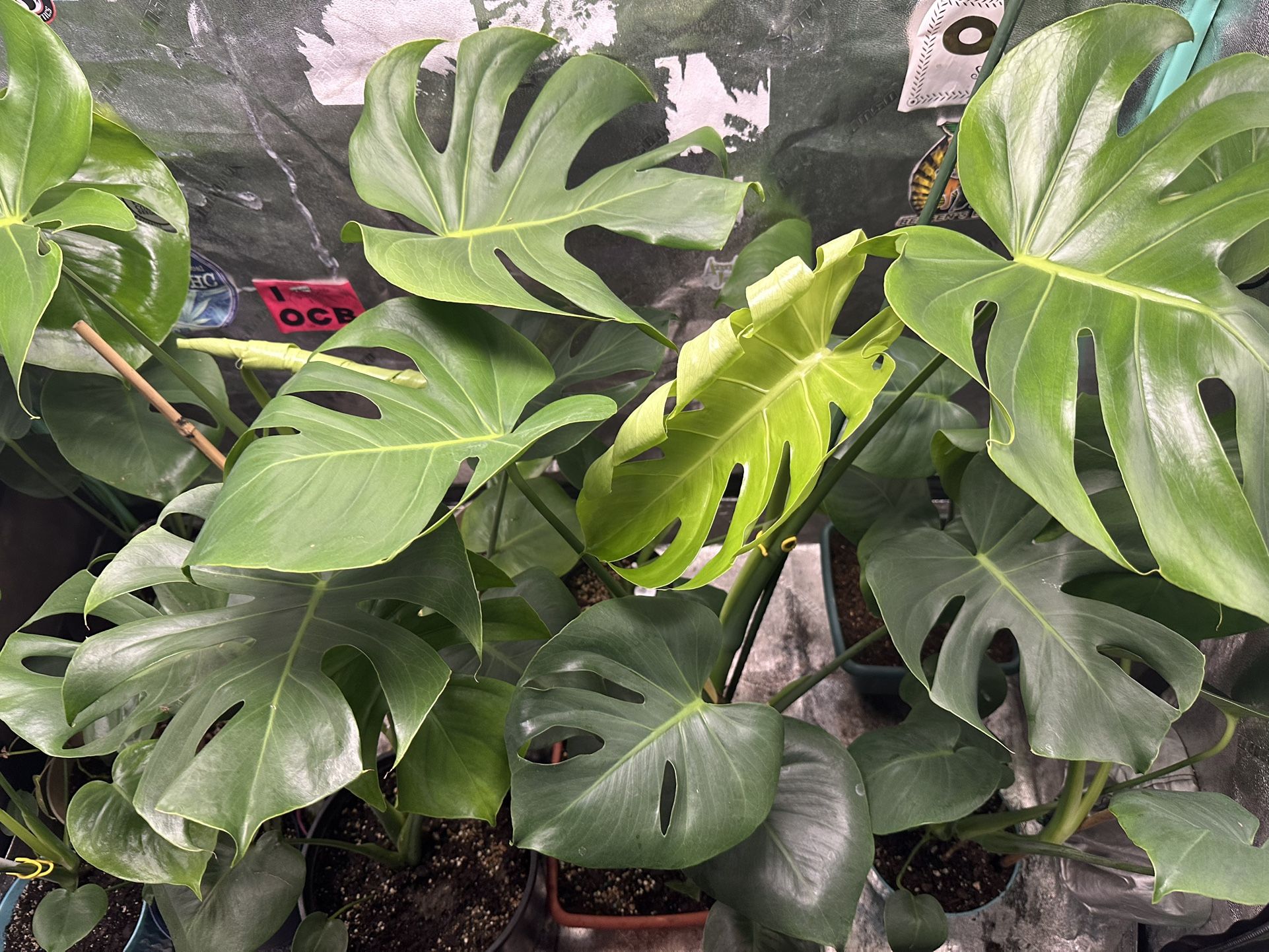 Monstera