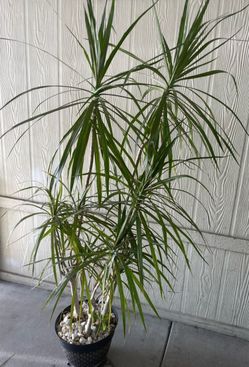 Planta natural $35