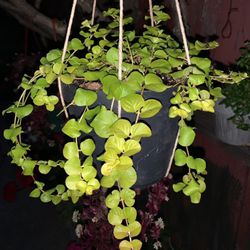 Creeping Jenny  live plant 4”  Pot  Only One 