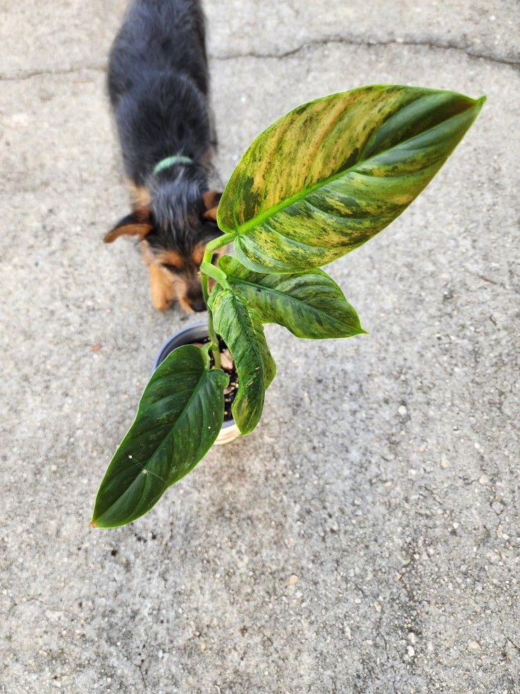 Philodendron Subhastum Rare Variegated Plant 