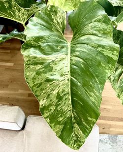 philodendron totem Neon Philodendron Cordatum Totem
