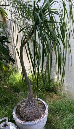 Big pony tail plant
