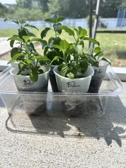 Rama And Krishna Tulsi