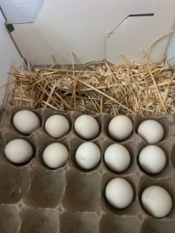 Fertile eggs silkie chicken