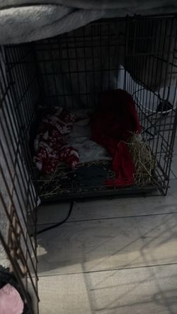 Little piglet cage